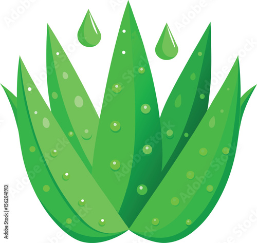 Vibrant green aloe vera plant with dew drops and water droplets