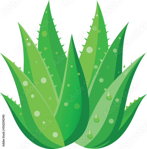 Vibrant green aloe vera plant with water droplets and spiky leaves