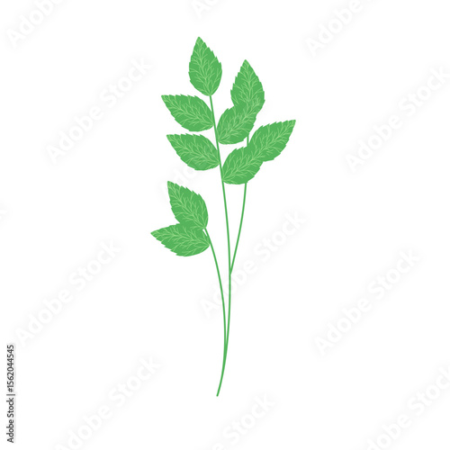 Mint leaf illustration. Hand drawn mint leaf illustration. Herbal leaf illustration. Flat design Green mint leaf illustration. Mint leaf illustration with branches