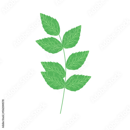 Mint leaf illustration. Hand drawn mint leaf illustration. Herbal leaf illustration. Flat design Green mint leaf illustration. Mint leaf illustration with branches