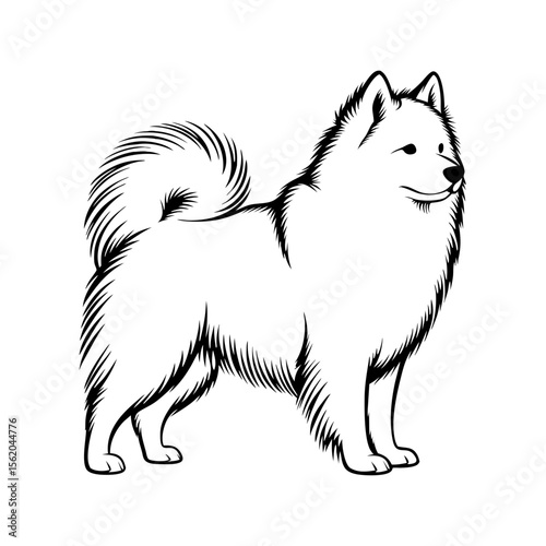 Elegant Samoyed dog breed portrait. Samoyed canine illustration shows fluffy, white fur and friendly expression. This Samoyed image is perfect for pet websites, animal blogs, or dog breed guides.