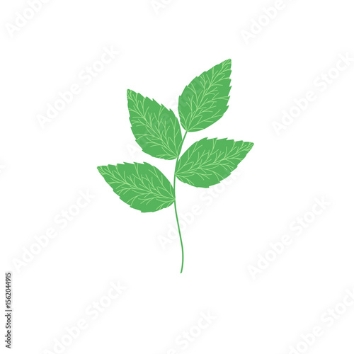 Mint leaf illustration. Hand drawn mint leaf illustration. Herbal leaf illustration. Flat design Green mint leaf illustration. Mint leaf illustration with branches