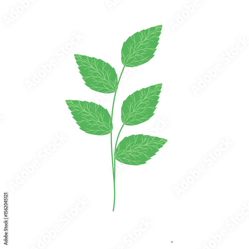 Mint leaf illustration. Hand drawn mint leaf illustration. Herbal leaf illustration. Flat design Green mint leaf illustration. Mint leaf illustration with branches