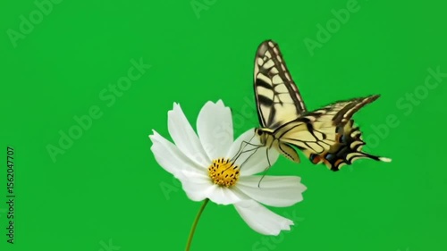 Footage butterfly on flower with greenscreen background