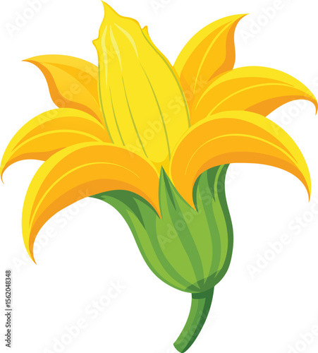 Vibrant yellow zucchini flower with green stem and sepals isolated on white