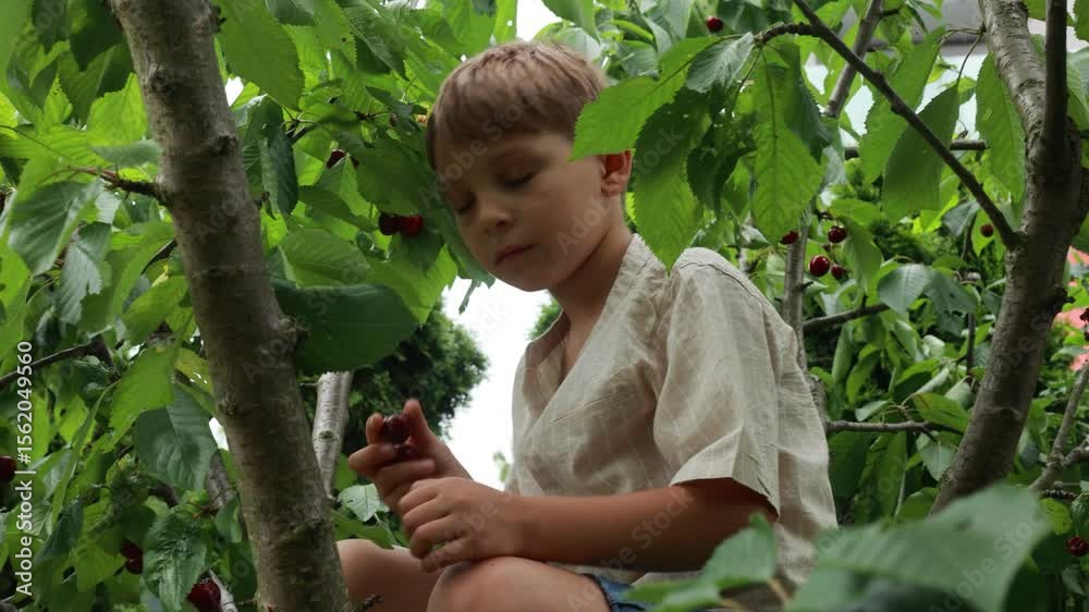 Cute child, boy, climbing cherry tree and eating cherries right from the tree. Children eating healthy fruits Cute child, boy, climbing cherry tree and eating cherries right from the tree. Children eating healthy fruits