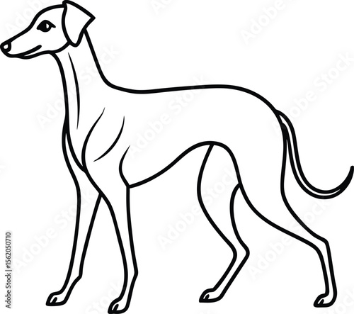 Azawakh Dog Walking Vector Illustration in Side View Cartoon Style Isolated on White Background, Walking Azawakh Dog Clipart, African Sighthound Vector, Graceful Dog Breed Drawing