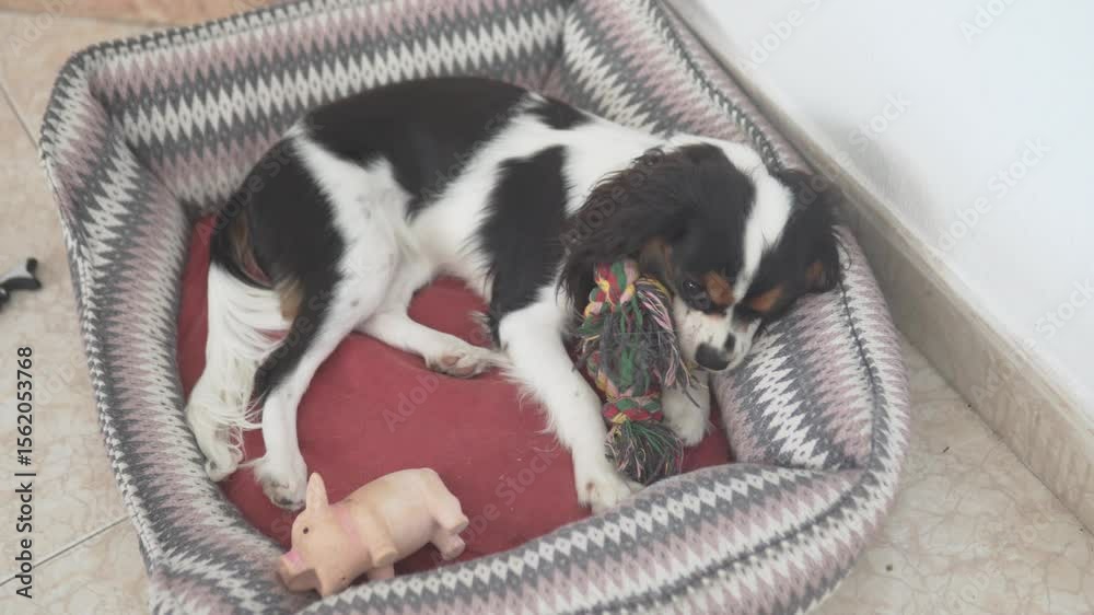 Adorable Cavalier King Charles Spaniel lying comfortably in a cozy dog bed indoors. The playful dog is chewing on a colorful toy while surrounded by soft cushions and a cute pig-shaped squeaky toy