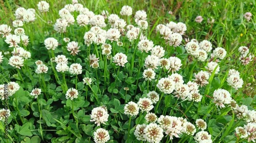 Creeping white clover flowers (Trifolium repens) blooming in a lush green field