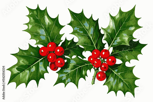 Gloss & Grain Holly tree isolated watercolor vector illustration svg