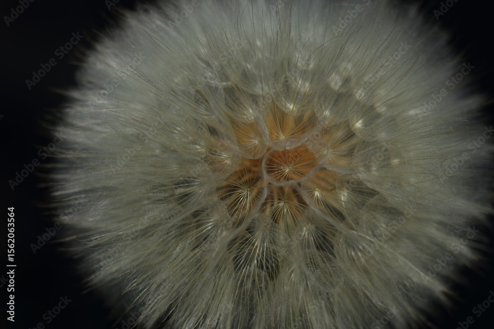 Fototapeta premium Macro close-up of fluffy dandelion seed head against dark background. Elegant contrast highlights delicate texture and airy structure. Perfect for nature, wellness, or minimalist designs.