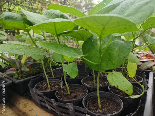 young tomato seedlings