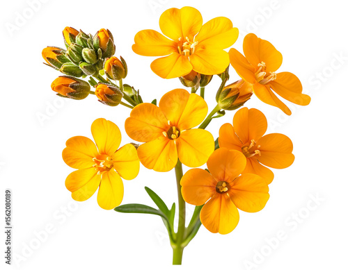 Realistic Wallflower Branch with Buds and Blooms, Transparent PNG.