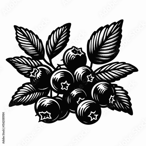 Fresh Chokeberries, Aronia Berries