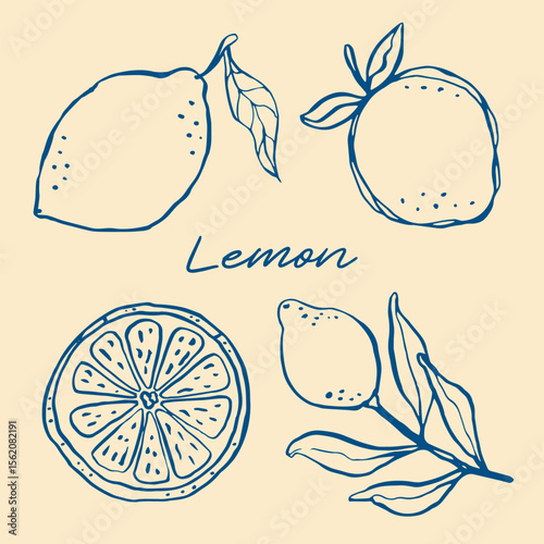 Whimsical hand drawn ink line art with mediterranean lemons and lemon slices in trendy retro style