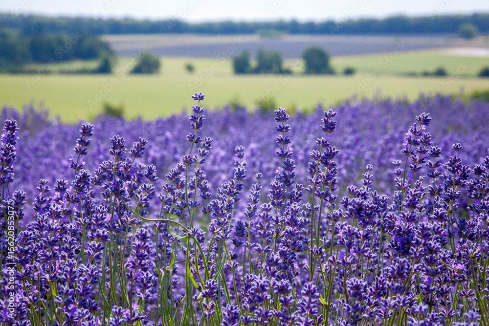 Obraz premium Lavender field, Snowshill, Broadway, Worcestershire, Cotswolds, UK 1