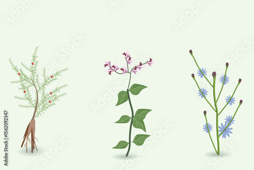 Botanicals healthcare collections, vector illustration design background