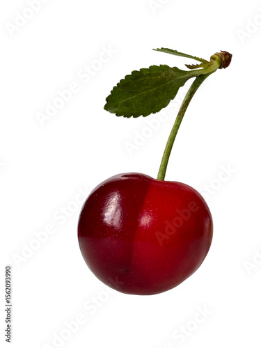 Ripe juicy cherry berry with stalk and leaf, isolated.