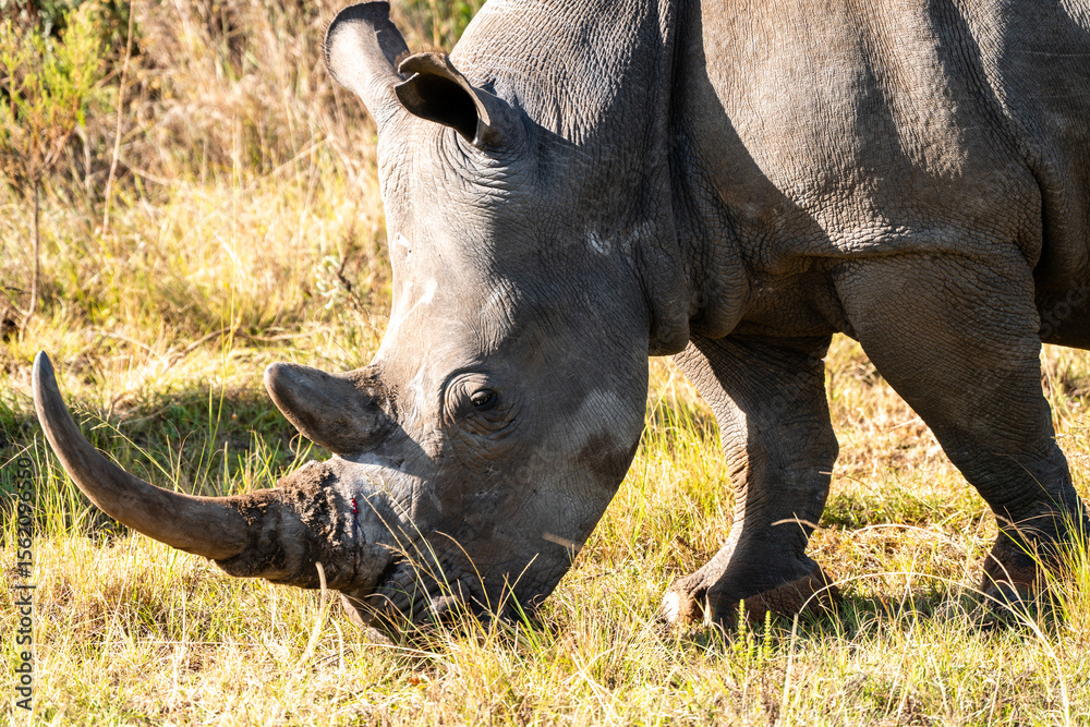 Obraz premium Nashorn beim Grasen in der Wildnis Südafrikas