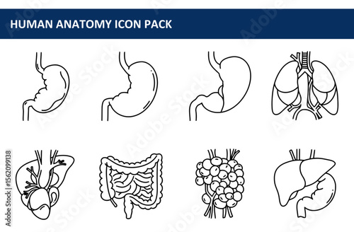 Human anatomy icons depicting various organs in outline style. Simple anatomical diagrams of stomach, lungs, liver, intestines, and other organs displayed in an organized, clear manner.