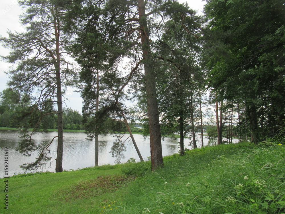 Obraz premium Nature photography. The river is visible behind the trunks of the trees. There's a forest across the river. Picturesque views of the summer landscape. There is a river and a forest behind it