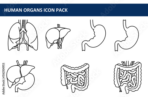 Human organs icon pack showing lungs, liver, stomach, and intestines. Simple line art diagrams of various organs in a medical/educational setting.
