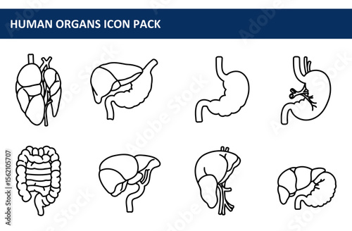 Human organ icons in anatomical outline style. Simple illustrations of various internal organs displayed in profile view, with medical details.