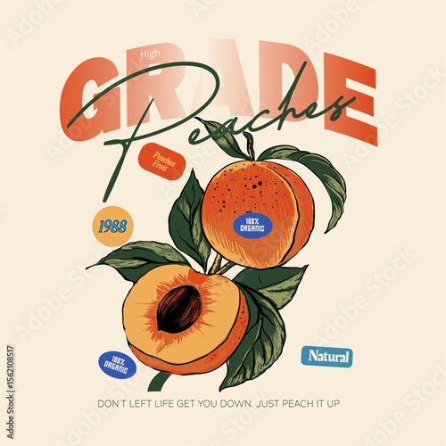 Summer graphics peaches fruit design. apricot fruit graphics. organic fruit graphics. vintage retro fruit art. Natural hand drawn organic peaches fruit vector.