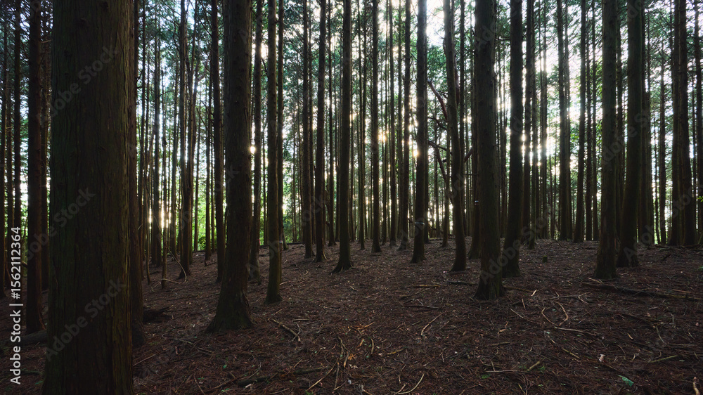 Fototapeta premium 森の風景