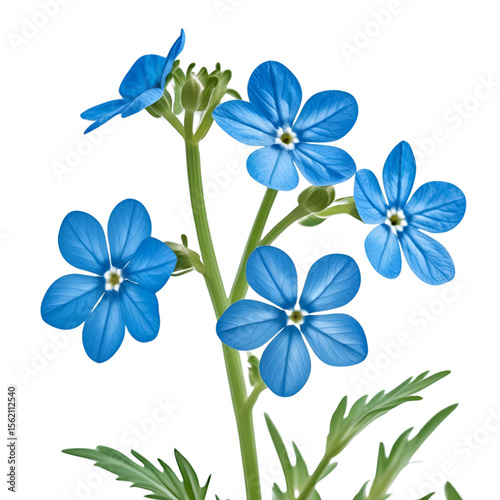 A close up of blue flowers