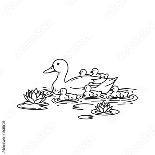 Duck family swimming among water lilies in a pond silhouette