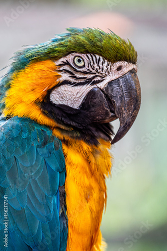 Blue and yellow macaw in a zoo in Brazil