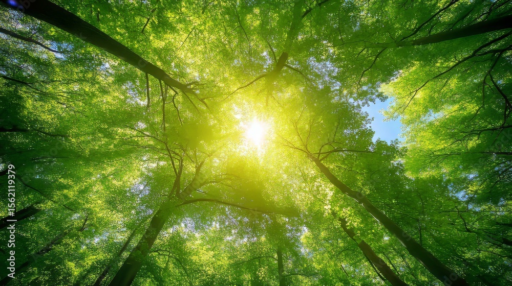 Naklejka premium Sun shining through the thick forest in summer