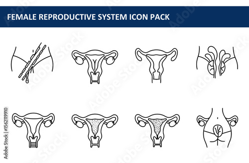 Female reproductive system diagrams showing various stages and anatomical structures.