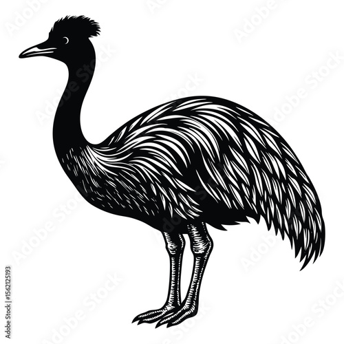Striking Black and White Illustration of an Emu in a Graphic Style