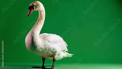 Wallpaper Mural Elegant white swan strikes a pose on a vibrant green background in a studio setting green screen animal video Torontodigital.ca