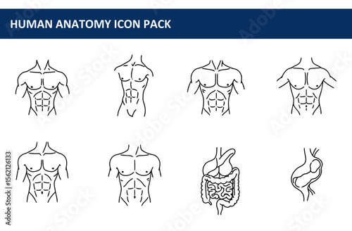 Male anatomical illustrations of torso and digestive system in a graphic design. Outline figures of musculature and internal organs against a plain background.