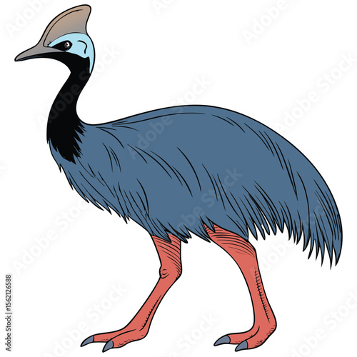 Isolated Illustration of a Cassowary Bird with Blue Head and Red Legs Standing