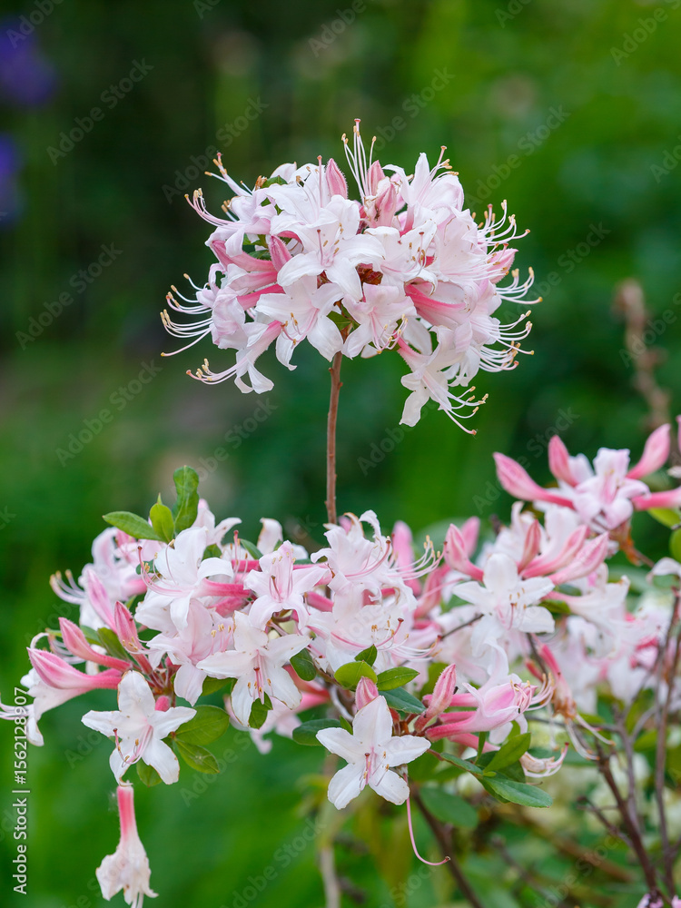 Fototapeta premium Rhododendron periclymenoides is a deciduous shrub native to North America, a species of the genus Rhododendron of the Heather family ( Ericaceae )