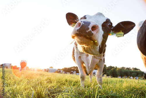 Fototapeta Naklejka Na Ścianę i Meble -  Close-up of Holstein dairy cows in a sunny pasture. Background image of a cow at sunset in beautiful warm summer colors