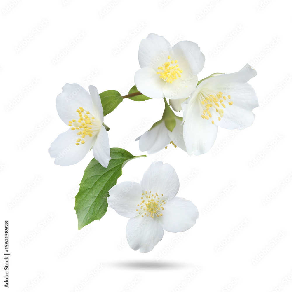Obraz premium Beautiful jasmine flowers and green leaves falling on white background