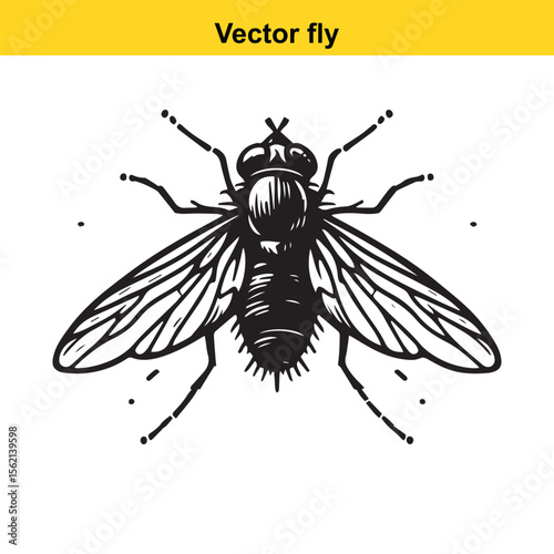 A vector fly.