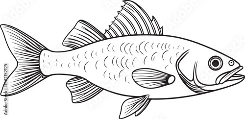 Isolated aquatic animal illustration: a vibrant fish swimming, a graceful silhouette, or a detailed drawing on white or black, perfect for seafood and marine life designs