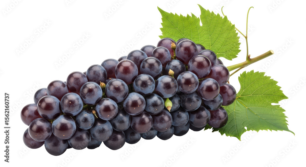 Obraz premium Isolated Bunch of Dark Grapes