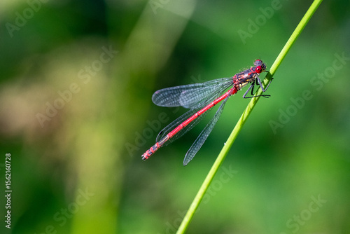 Libelle (Kleinlibelle)