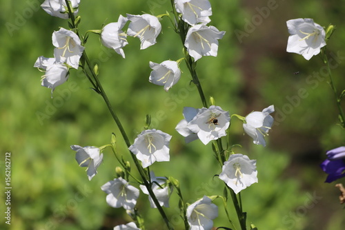 Peach leaved bellflowers. Campanula persicifolia.