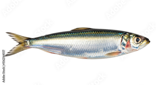 Isolated Sprat Fish