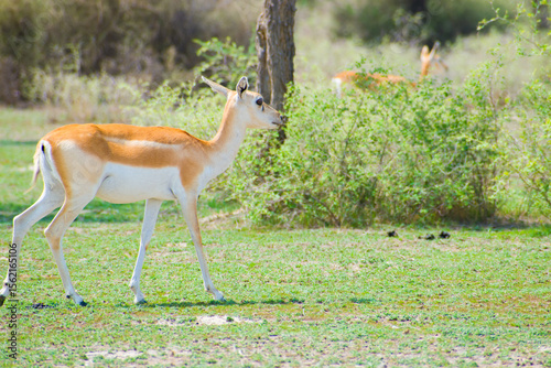 State animal of Rajasthan that is Chinkara or Indian Gazelle walking through the dry grasslands commonly found in regions like Rajasthan, Gujarat, and Madhya Pradesh