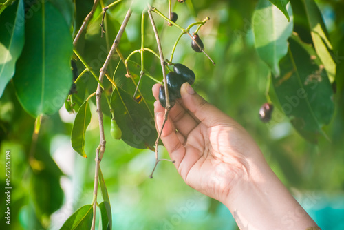 faded photograph of hand plucking ripe jamun (Indian black plum or Java plum) from a leafy tree. The soft blur and vintage tone capture  nostalgic feeling of summer harvest, rural lifestyle and nature