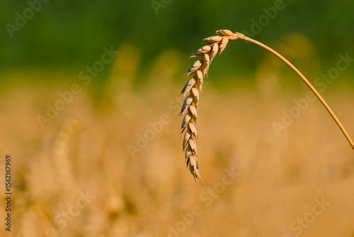 close-up of a ripe ear of wheat growing in an agricultural field, captured in natural light	